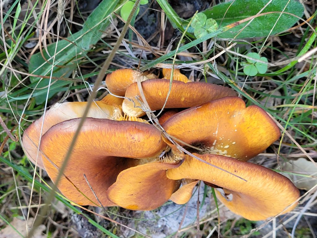 Omphalotus olearius ?